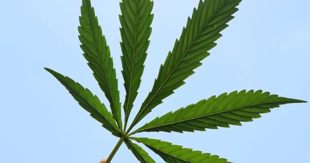 Cannabisschmuggel in Malaysia - Todesstraffe für jungen Mann