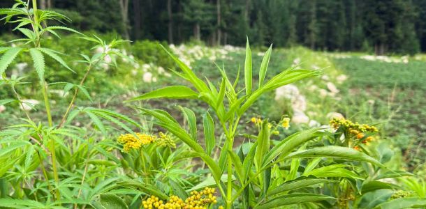 Cannabis in Pakistan: Wilder Cannabis & 7-Tage-Abenteuerreise