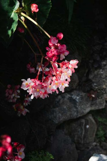 madeira frühling