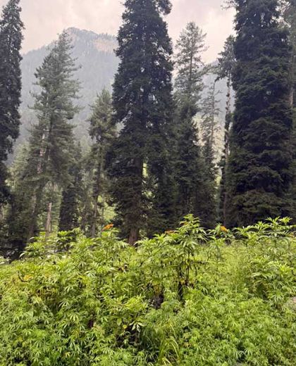 wildwachsender cannabis in pakistan