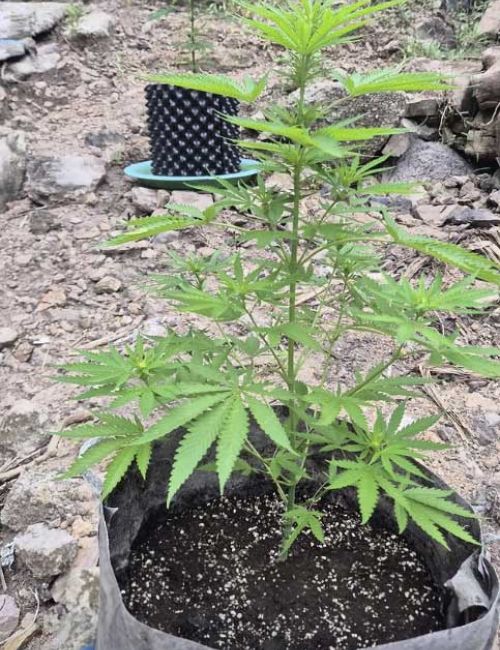 weed farm