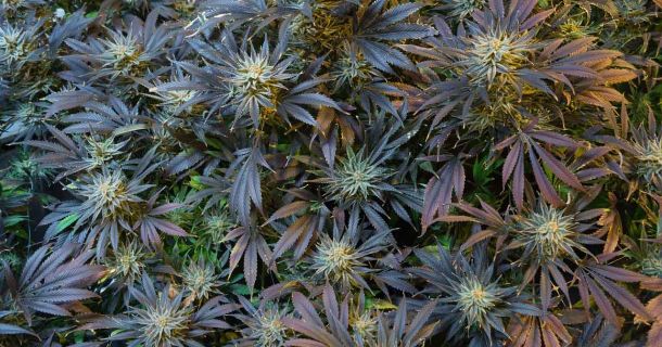 Warum wirkt Cannabis bei so vielen verschiedenen Gesundheitszuständen?