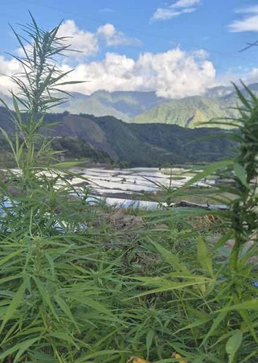 weed philippinien