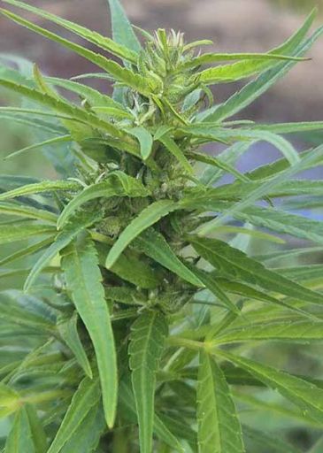 weed philippinien