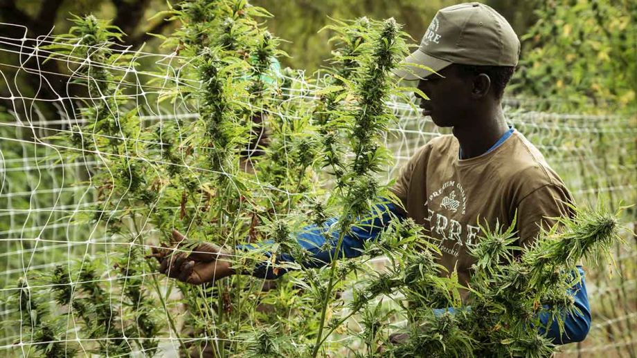 Sind Umweltaktivisten Cannabisfreunde?