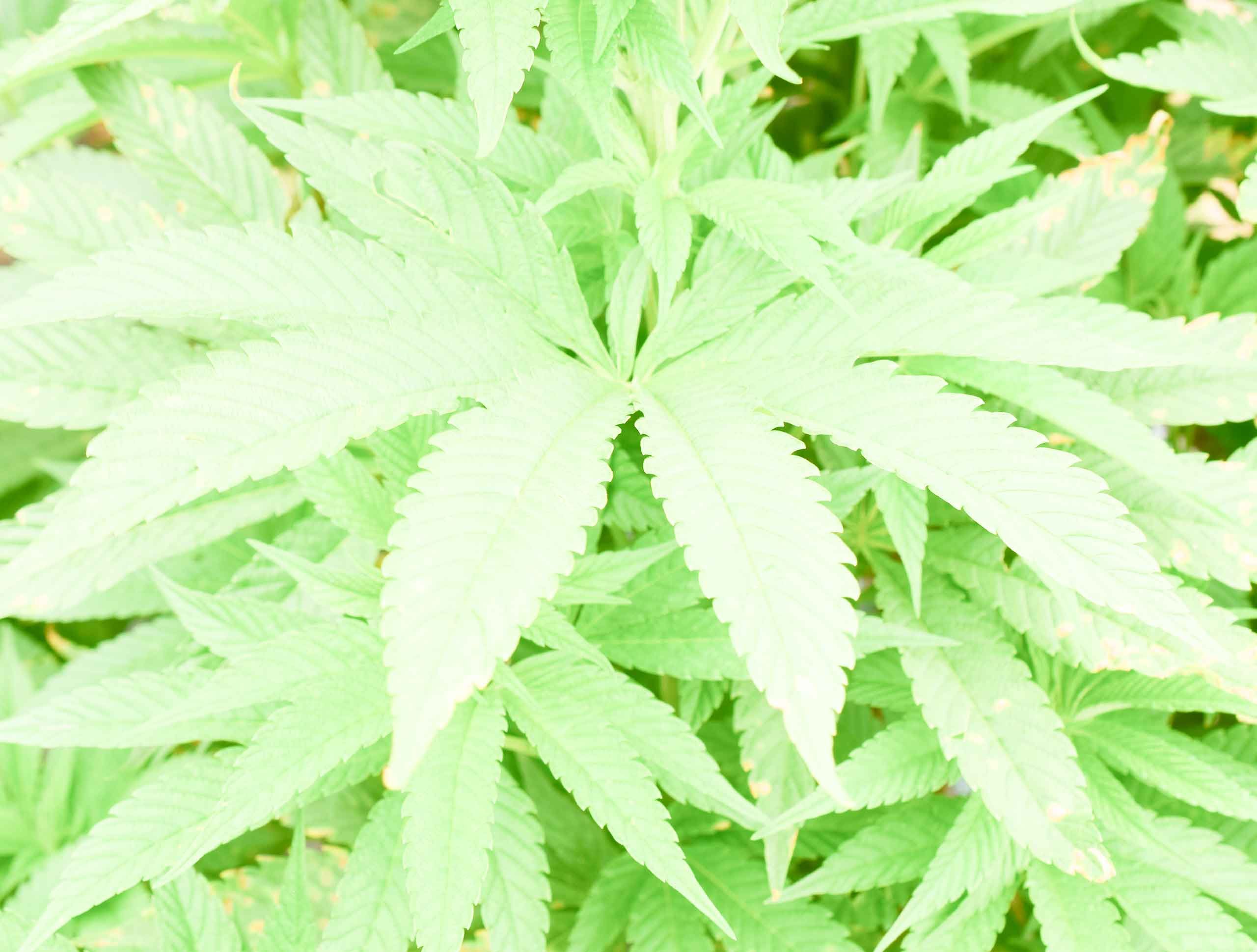 musik beats cannabis