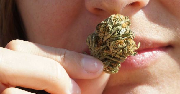 Medizinisches Cannabis in der Schweiz 2026