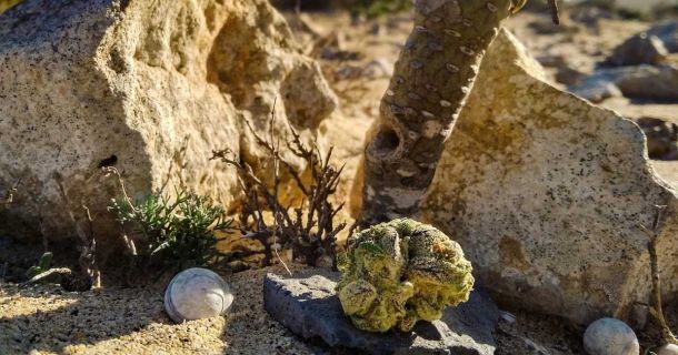 Cannabis Urlaub mit Canna Holidaze auf Fuerteventura  