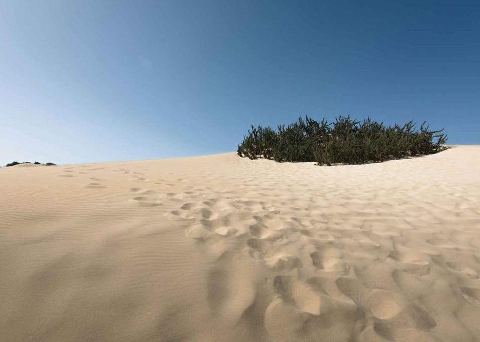 Cannabis Urlaub in Fuerteventura