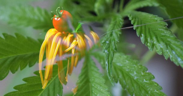 CBD Urlaub und was CBD überhaupt ist