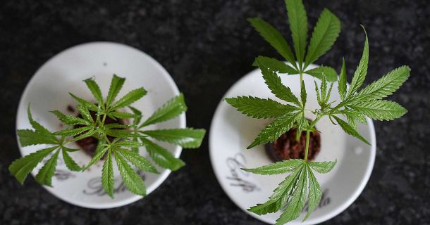 Cannabis Klone - Hanf Stecklinge - 3 einfache Schritte  