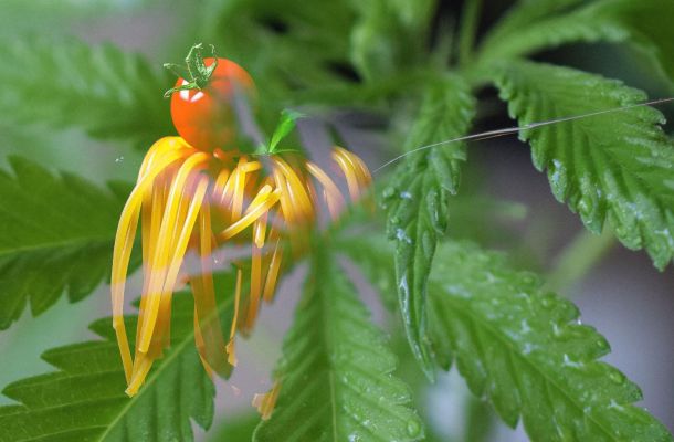 CBD Urlaub und was CBD überhaupt ist