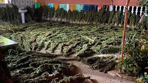 cannabis bilder gallerie marokko