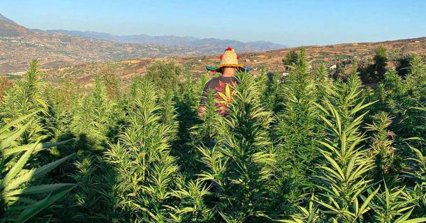 Cannabis Bilder aus Marokko