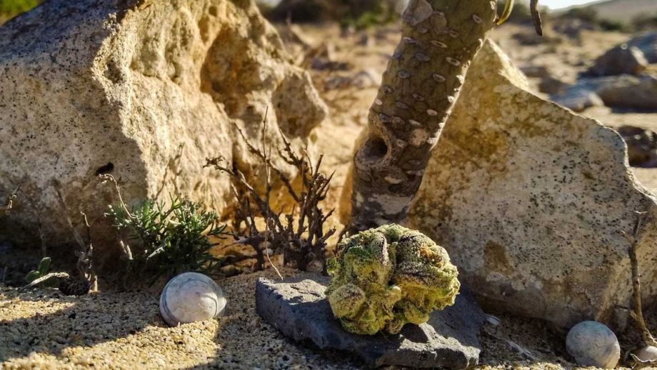Cannabis Urlaub mit Canna Holidaze auf Fuerteventura