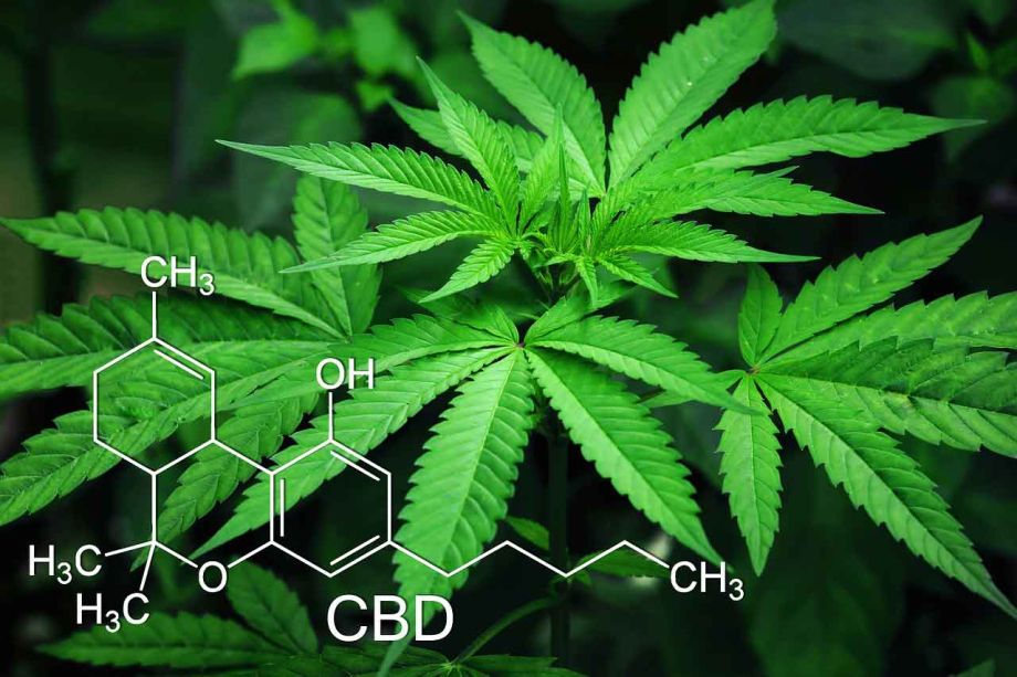 Linktausch für Cannabis Seiten - Foto:cytis