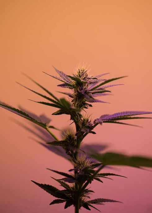 weed