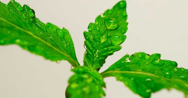 Wieviel Wasser benötigen meine Cannabispflanzen?