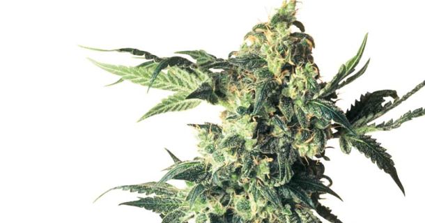 Drei Cannabissorten gegen Schlafprobleme