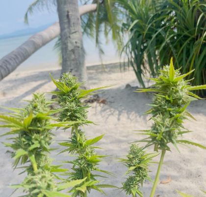 Cannabis Urlaub in Koh Phangan