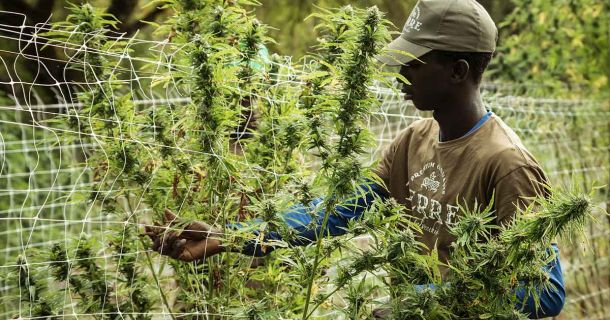 Sind Umweltaktivisten Cannabisfreunde?