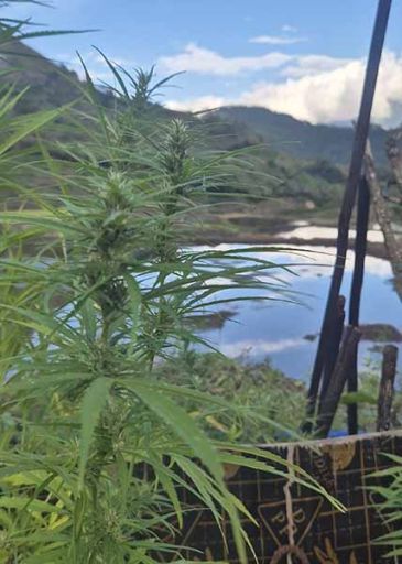 weed philippinien