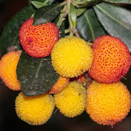 cannabis urlaub in madrid