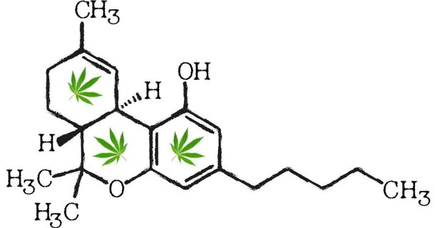 Kurz erklärt - was ist CBD und was ist THC?