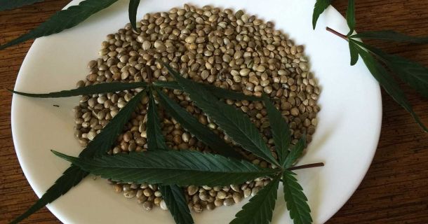 Cannabis Samen von Sensi Seeds - Online Samen Shop