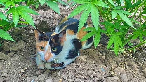 cannabis bilder gallerie marokko