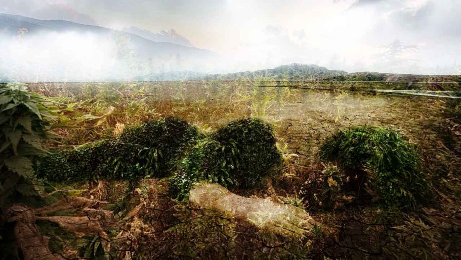 Cannabis kann zum Klimaschutz beitragen