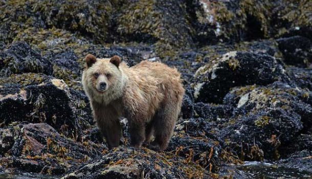 Kanada British Columbia