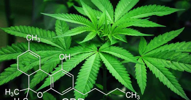 Linktausch für Cannabis Seiten - Foto:cytis