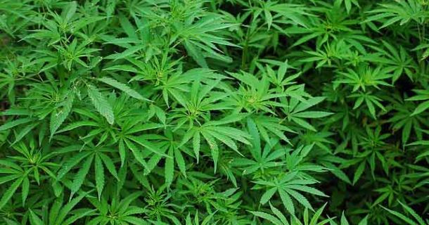 Was ist Cannabis?