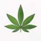 420 friendly unterkünfte