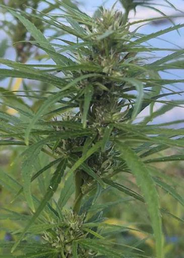 weed philippinien