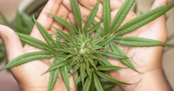 Finde deine 420 freundlichen Hotels auf Cannabis Urlaub