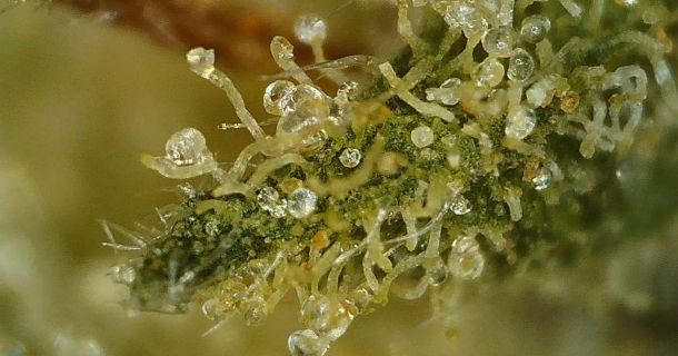 Woher Cannabis seinen Geschmack bekommt