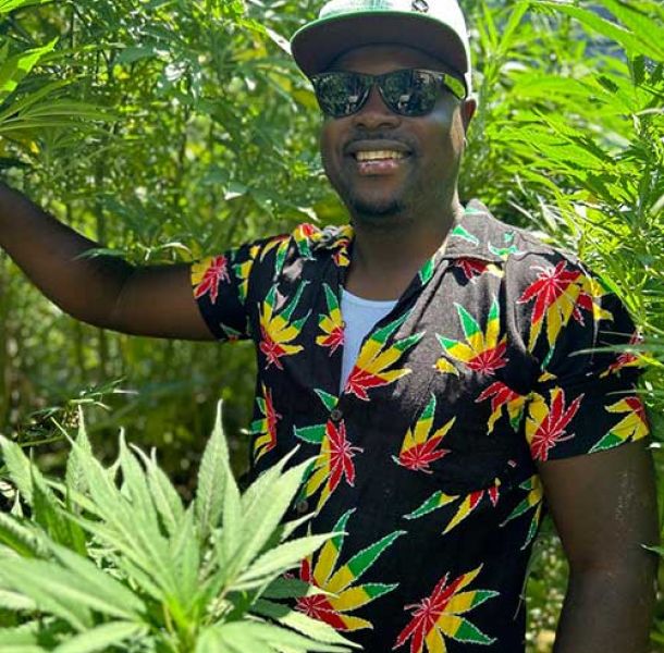 Cannabis Guide - Kuda