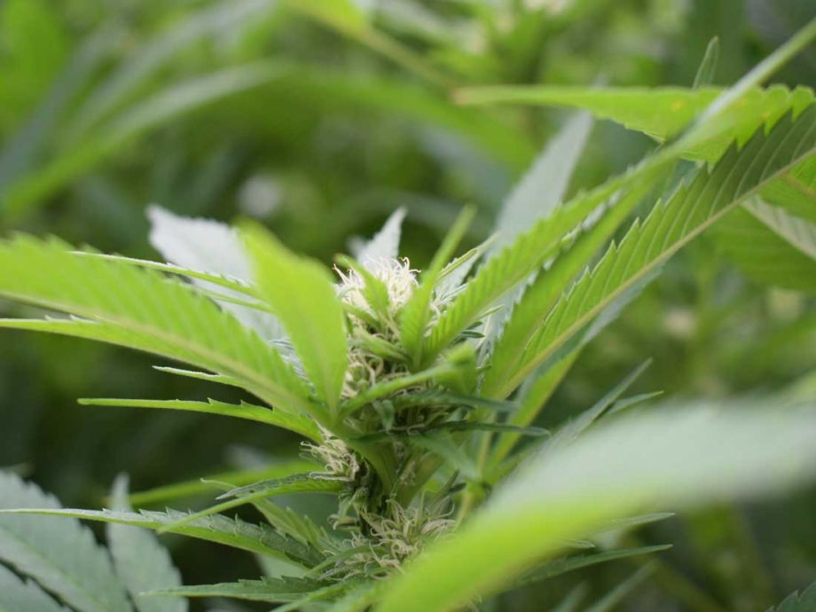 Hanfsamen kaufen - Sensi Seeds - Qualität aus Überzeugung