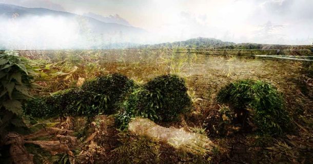Cannabis kann zum Klimaschutz beitragen
