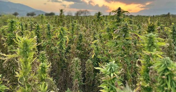 Individuelle Entdeckungsreise in die Heimat des Cannabis