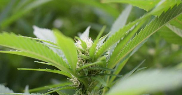 Hanfsamen kaufen - Sensi Seeds - Qualität aus Überzeugung