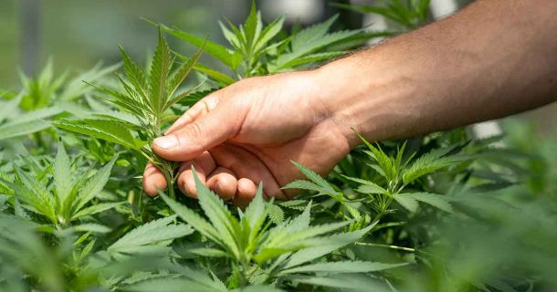 2022 WINNERS WORLD CBD AWARDS