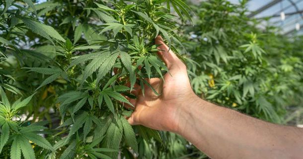 Cannabis und Entzündungen: Alles Wissenswerte