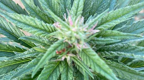 cannabis bilder gallerie marokko