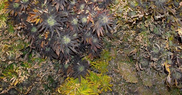 Welches Land hat das beste Weed? 🌍 Cannabis weltweit