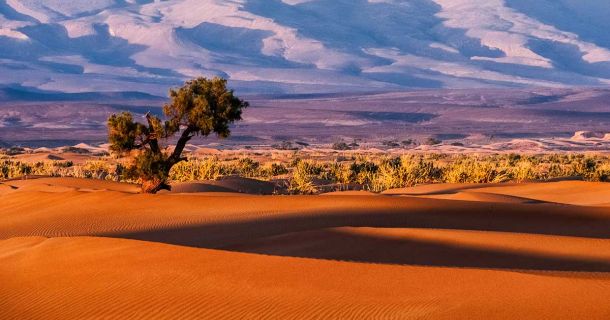 Marokko 420-Guide – Kultur, Wüste, Rif & Farm-Erlebnisse