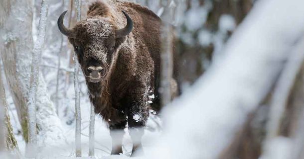 👉 Białowieża-Urwald: Polens grüne Urkraft