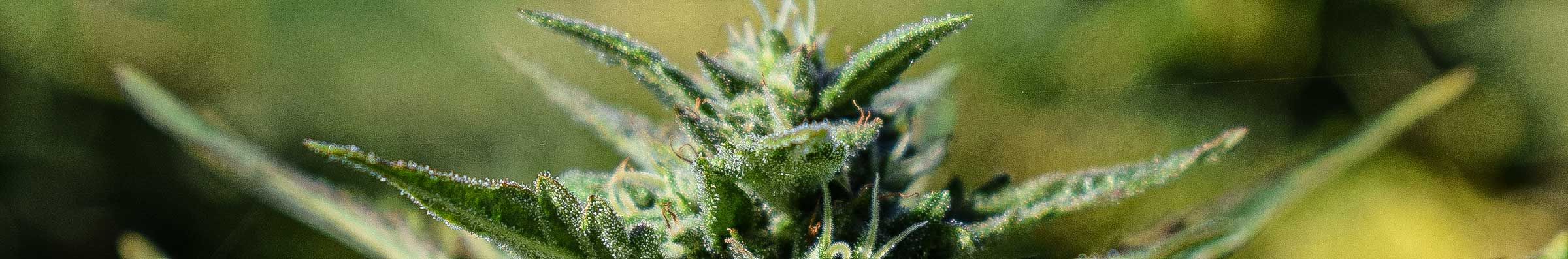 cannabis madeira